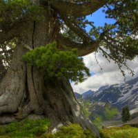 Scenic House and Tree Landscape