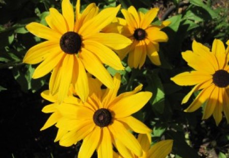 Flowers on a picnic day at the park 05 - flowers, yellow, green, brown, Daisy