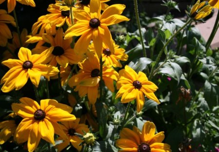 Flowers on a picnic day at the park 10 - brown, flowers, yellow, green, daisy