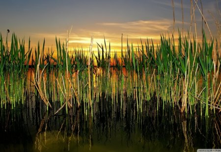 cattails in pond - sunset, reflection, cattails, pond