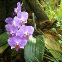 beautiful orchids