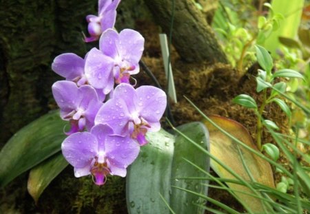 beautiful orchids - flowers, beautiful, orchids, nature