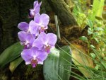 beautiful orchids