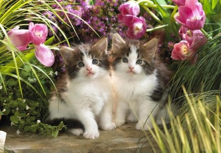 cute sisters in a flowers garden - kitty, cats, flowers, sisters, cute, garden