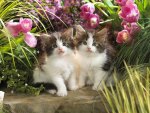 cute sisters in a flowers garden