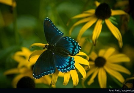 Green wings♥ - yellow, flowers, wonderful, fly, green, garden, wings, butterfly, animals