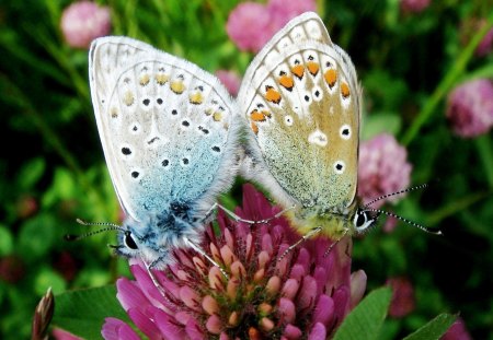 We're Connected - white, nice, pink, butterflies