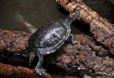 I'm Just Trying to Find a Better Place to Sun - turtle, trunk, water, hard, rock, eyes, tail, tree, head, river, animal, reptile, nature, gray, day