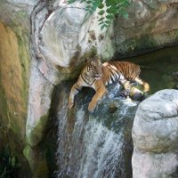 big cats enjoy the water