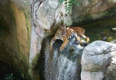 big cats enjoy the water - the, cats, water, big, enjoy