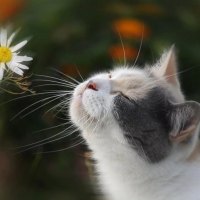dreamer kitty