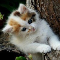 tiny cat tree