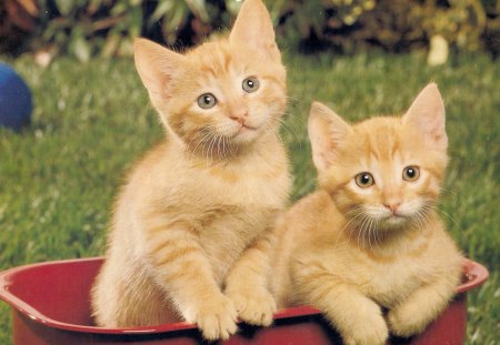 Give us a ride please! - kitten, red, cute, wagon, twin