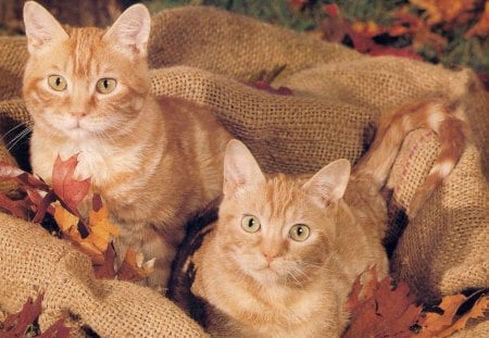 We are having fun - bag, kitten, leaves, twin, ginger