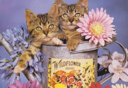 Tabby kittens - twin, tabby, watercan, pets, flowers, kitten