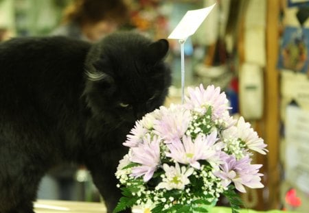 Flower loverâ™¥ - flower, animals, black, lovely, cat, lover, sweet, adorable