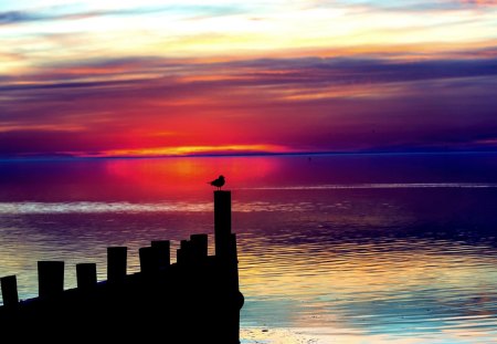 TWILIGHT SKY - bird, landscape, night sky, twilight