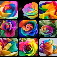 MULTI COLOURED ROSES