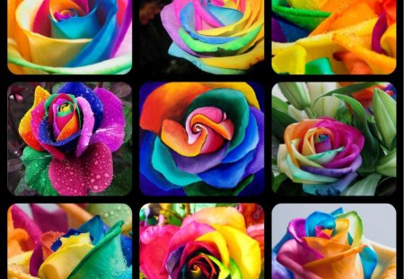 MULTI COLOURED ROSES - pretty, roses, multi, coloured