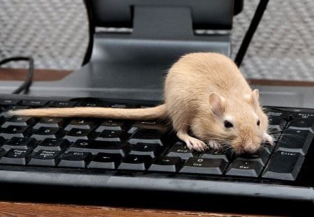 Keyboard and Mouse - computer, animal, desktop, funny