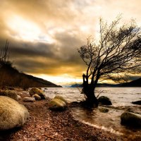 Brown Landscape