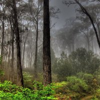 Dark Forest View