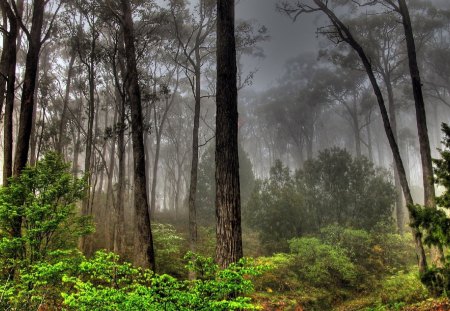 Dark Forest View