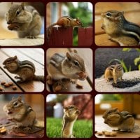 CUTE CHIPMUNKS