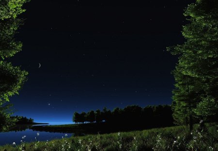 Night - nature, night, tree, dark