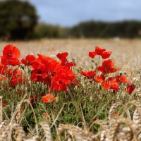 *** Poppy flowers ***