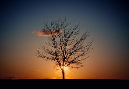 Evening - tree, nature, sunset, sunshine