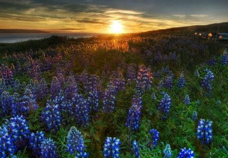 Sunset - lake, sky, mountain, sun, sunset, field, nature, yellow, beautiful, blue lupins, green, flowers