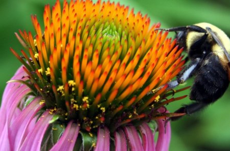 flopin - insect, butterfly, bud, flower