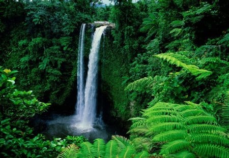 yet another waterfall - trees, water, plants, forest, fern