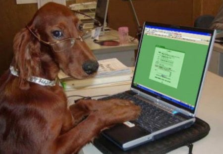 educated dog - browsing, it officer