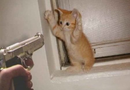 HANDS UP! - funny, cute, pistol, cat