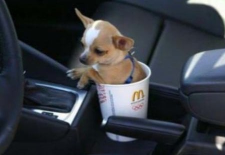 SAFE RIDE - ride, puppy, car, funny, cute, cup