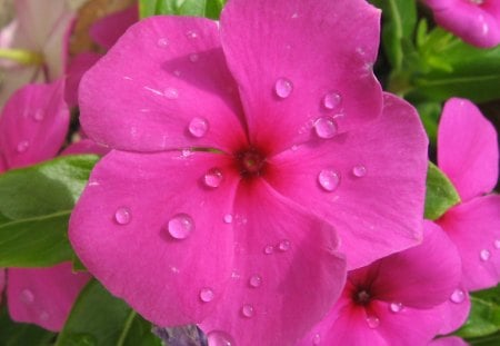 My Vinka - pot, photography, rain, drops, flower, plant, pink