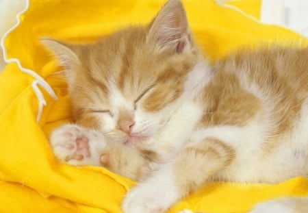 sleepy cat - animal, sleep, cute, kitten