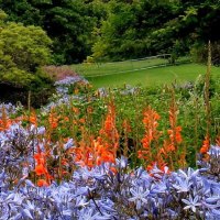 Blue crowding Orange at Kirstenbosch South Africa