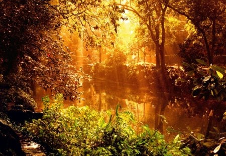 The Woods - river, nature, hot, forest, cool, sun, woods