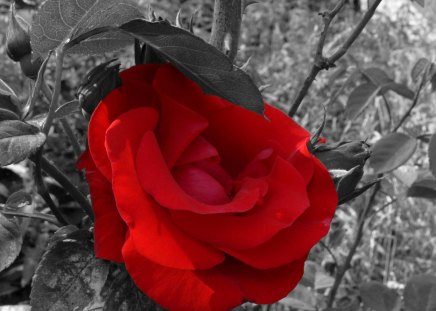 Red rose - flower, rose, abstract