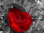 Red rose