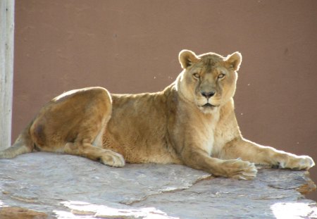 Lioness - animal, lioness