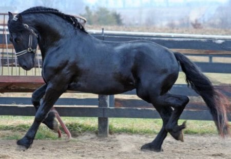 Friesian Beauty - horses, animals, holland, dutch horse, netherland, friesians