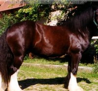 Shire Stallion