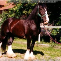 Shire Stallion