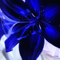 Blue lilly electric colour