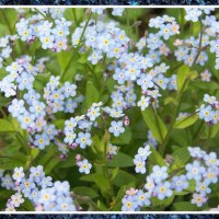 Little blue flowers