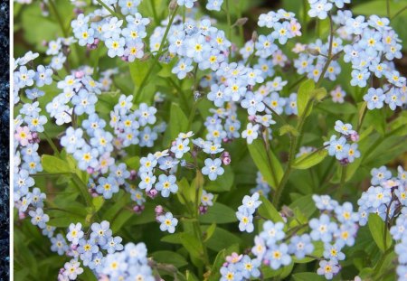 Little blue flowers - nature, flowers